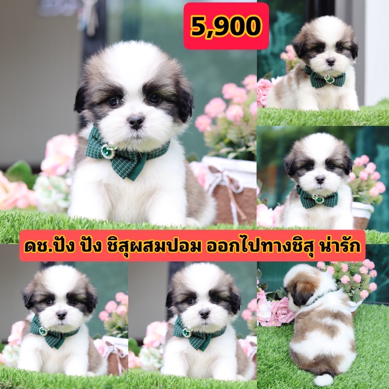 ชิสุผสมปอม