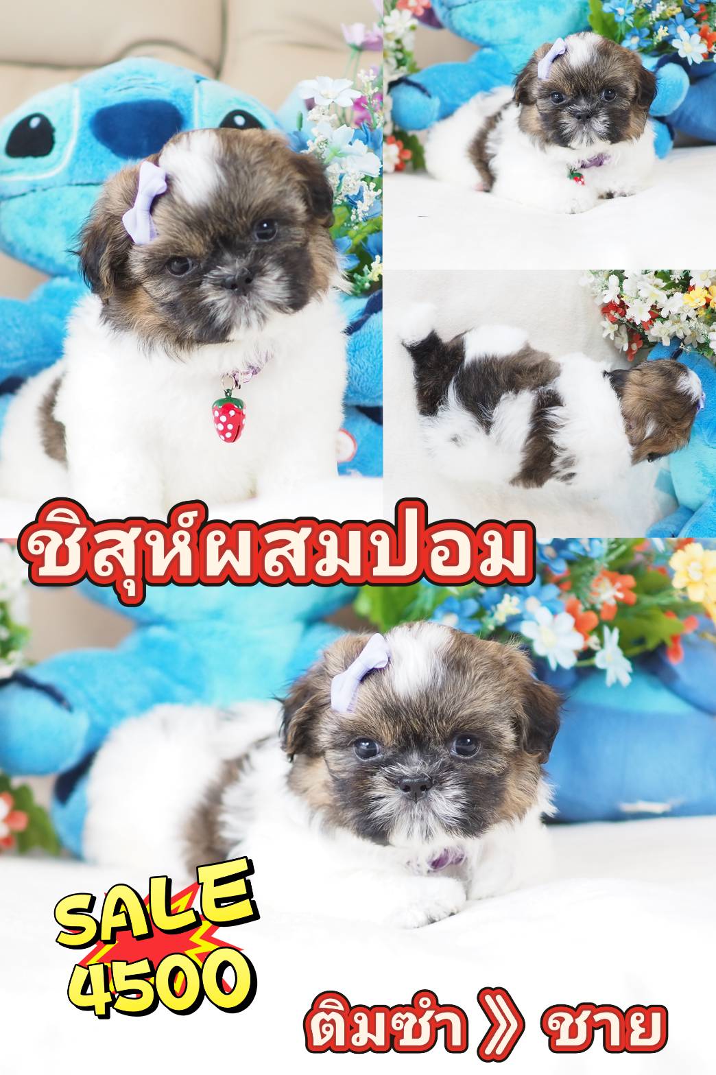 Shihtzu