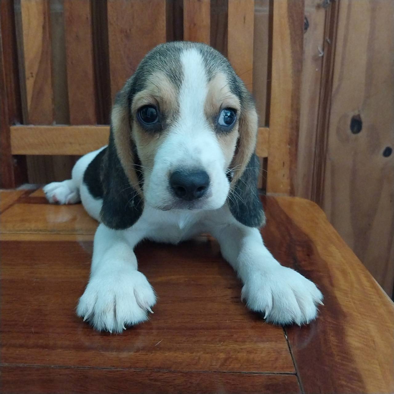 ลูกสุนัขบีเกิ้ลพันธุ์แท้ ราคาตัวละ 5900 บาทครับ