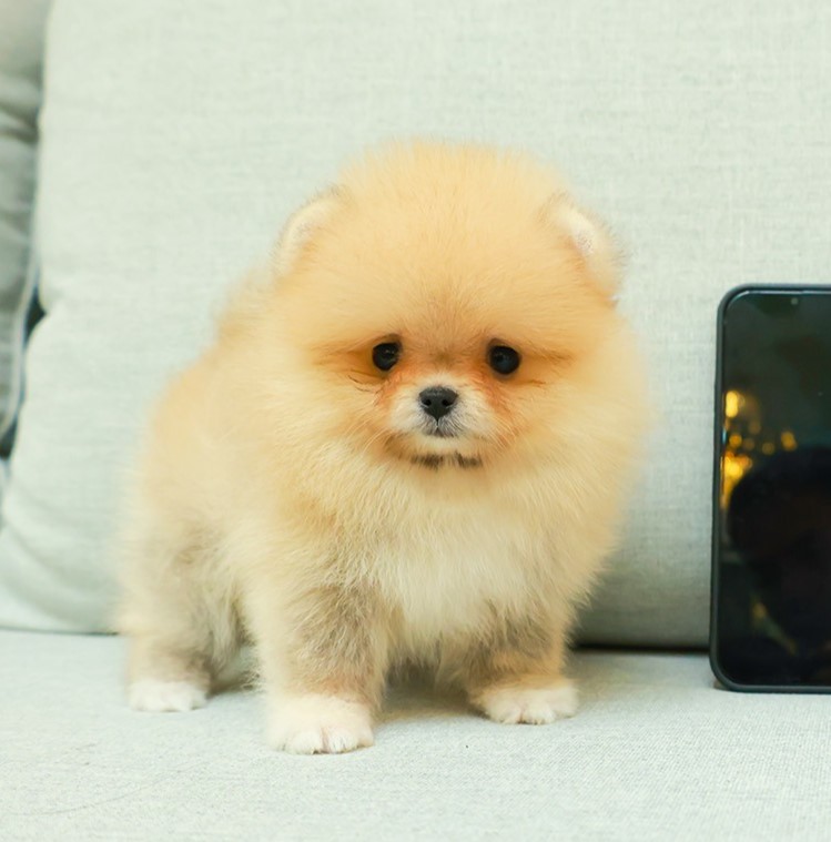 ปอมแท้ ปอมหน้าสั้น HRF-89103 เพศหญิง สีครีม หนูพกถุงเท้ามาด้วยน่ารักมาก ๆ ตากลม...