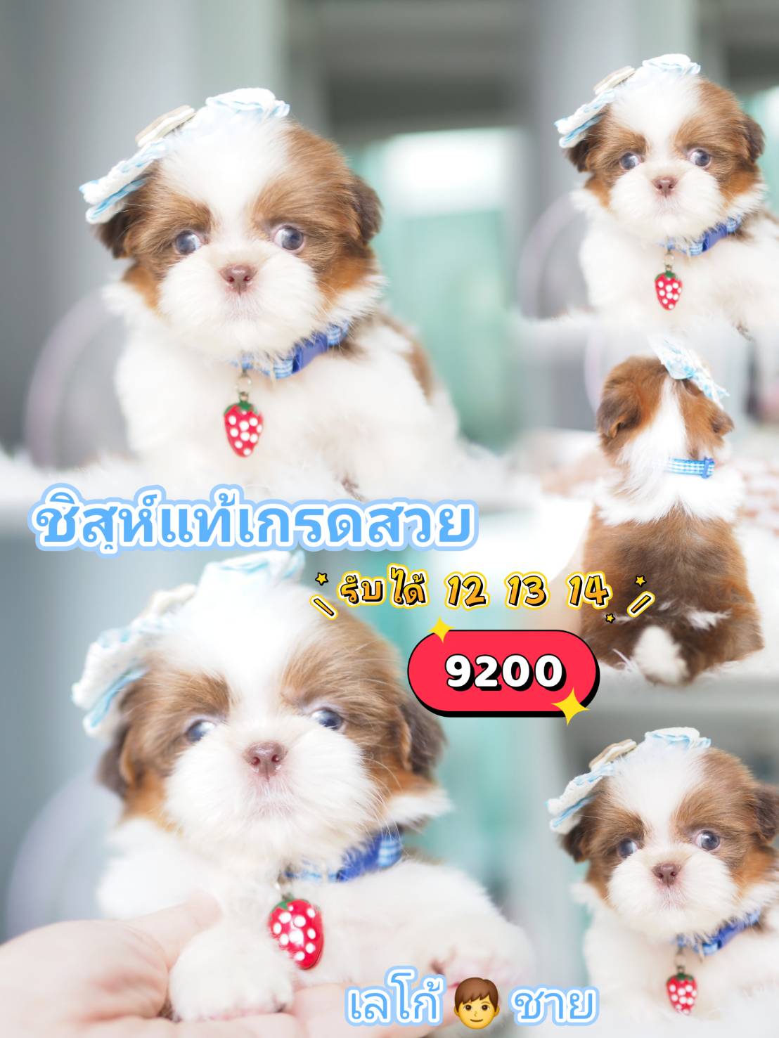 Shihtzu
