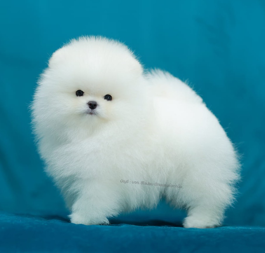 ปอมแท้ ปอมหน้าสั้น HRM-10466 เพศชาย สีขาว หนุ่มฮอต หน้าตาน่ารัก น่าเอ็นดูมาก ๆ แ...