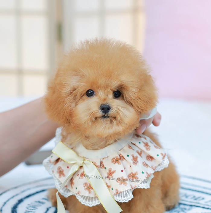 บิซองพู BCF-95914 เพศหญิง สีแชมเปญ อายุ 2 เดือน ตัวเล็ก ขาสั้น หน้าสั้น ขนแน่นฟู