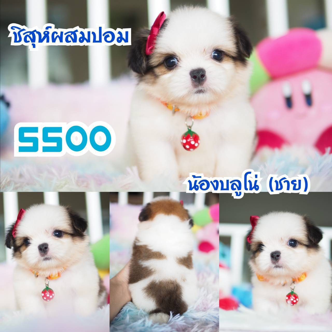 ชิสุห์ กิ๊ฟซ่า