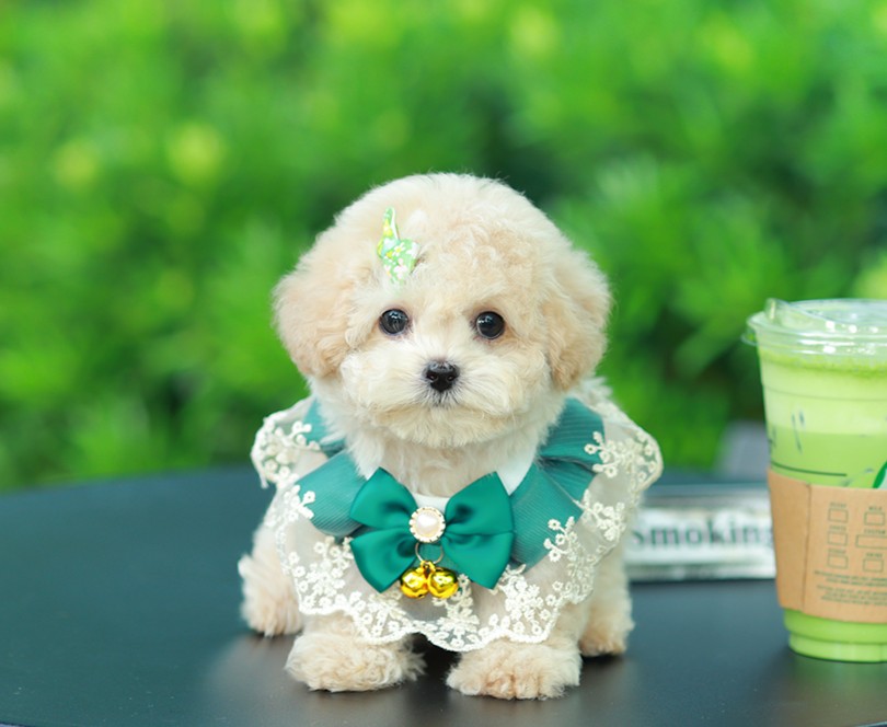 บิซองพู BCF-16975 เพศหญิง สีแชมเปญ อายุ 2 เดือน ตัวเล็ก ขาสั้น หน้าสั้น ขนแน่นฟู