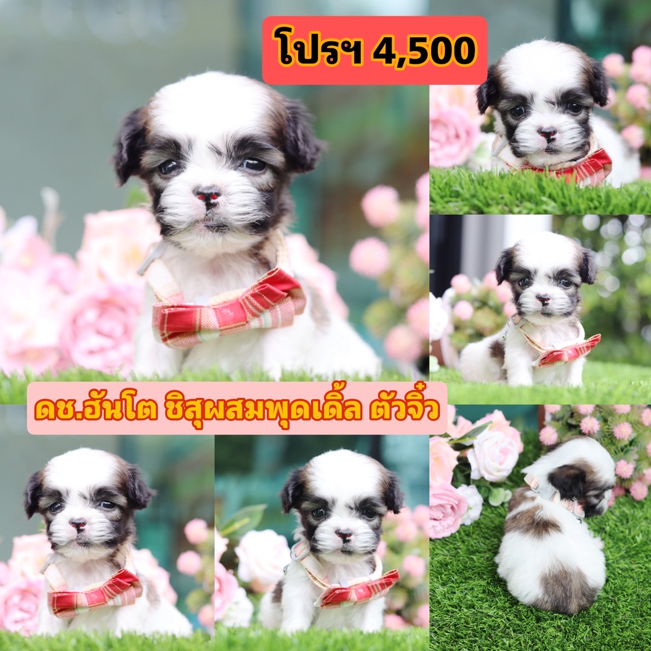 ชิสุผสมพุดเดิ้ล