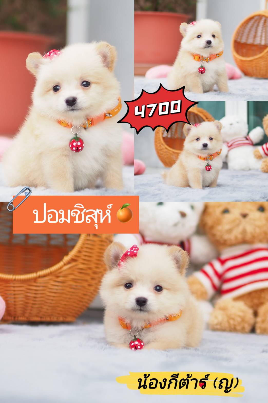 ปอมชิสุ กิ๊ฟซ่า