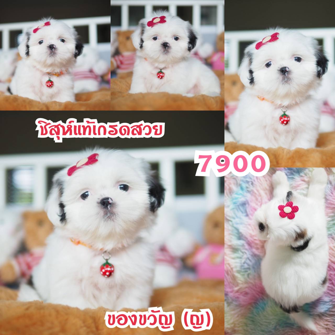 กิ๊ฟซ่า ชิสุ