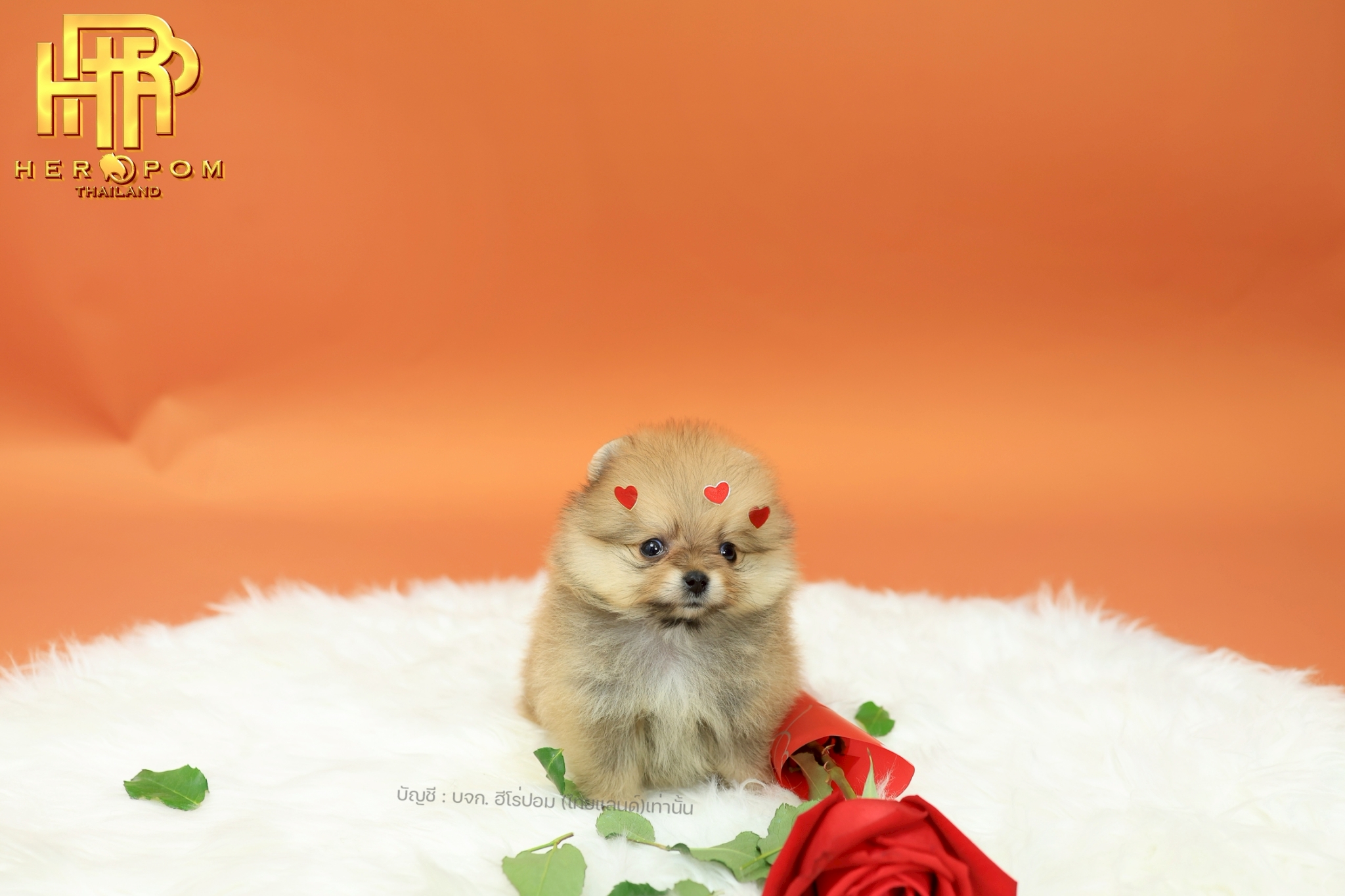 ปอมแท้ ปอมหน้าสั้น HRM-10158 เพศชาย สีส้ม อายุ 2 เดือน น่ารักมาก ๆ ถ่ายรูปแล้วขึ...