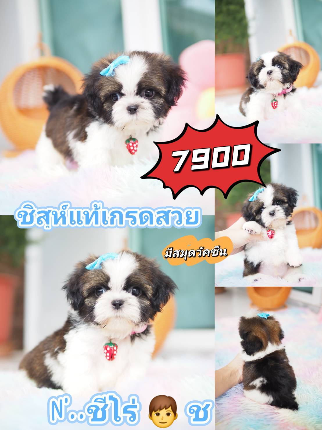 ชิสุห์ เกรดสวย วัคซีน พร้อม