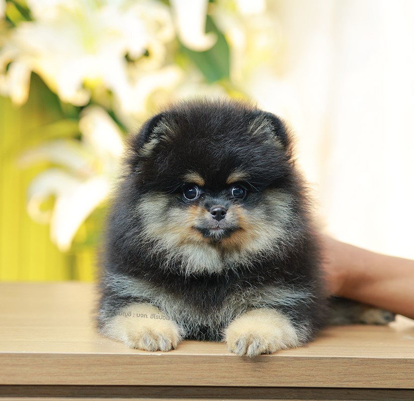 ปอมแท้ ปอมเมอเรเนียน HRM-68133 เพศชาย สีแบล็คแทน อายุ 2 เดือน หน้าตาน่ารัก ขาสั้...