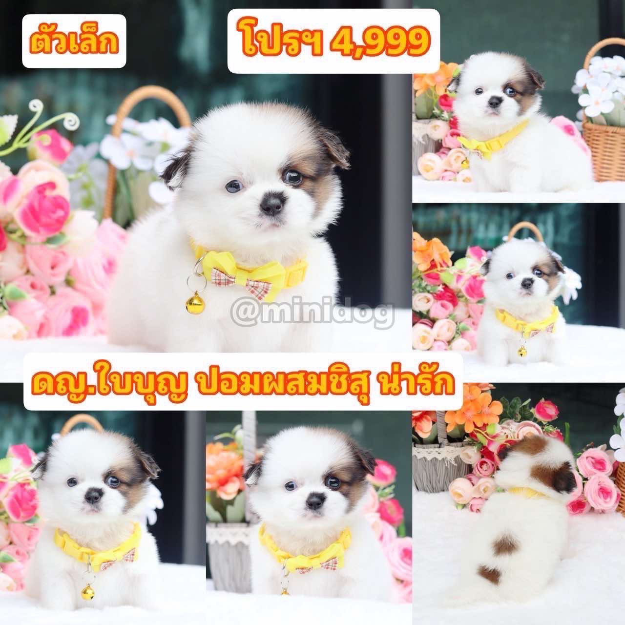 ชิสุผสมปอม