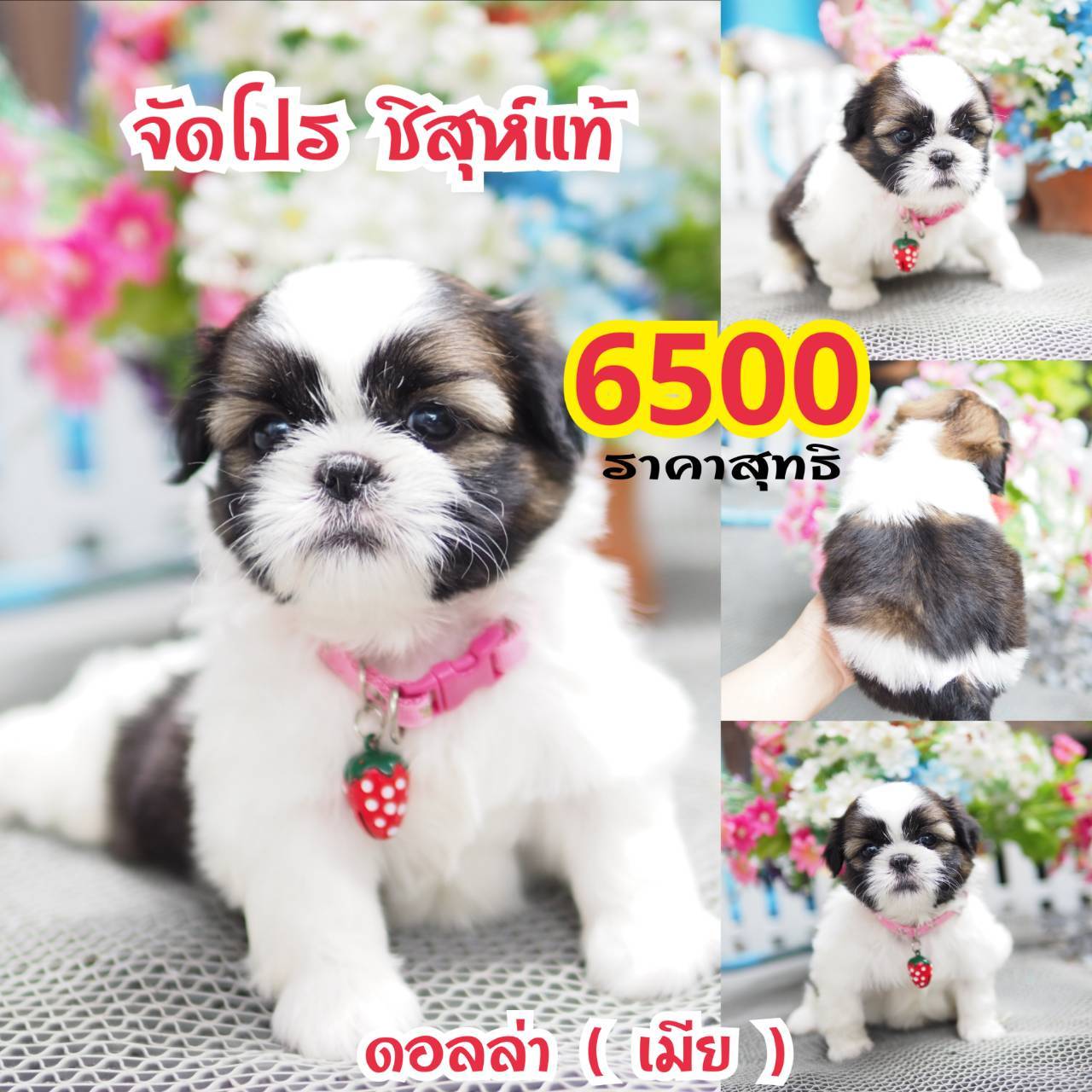 ชิสุห์แท้ กิ๊ฟซ่า