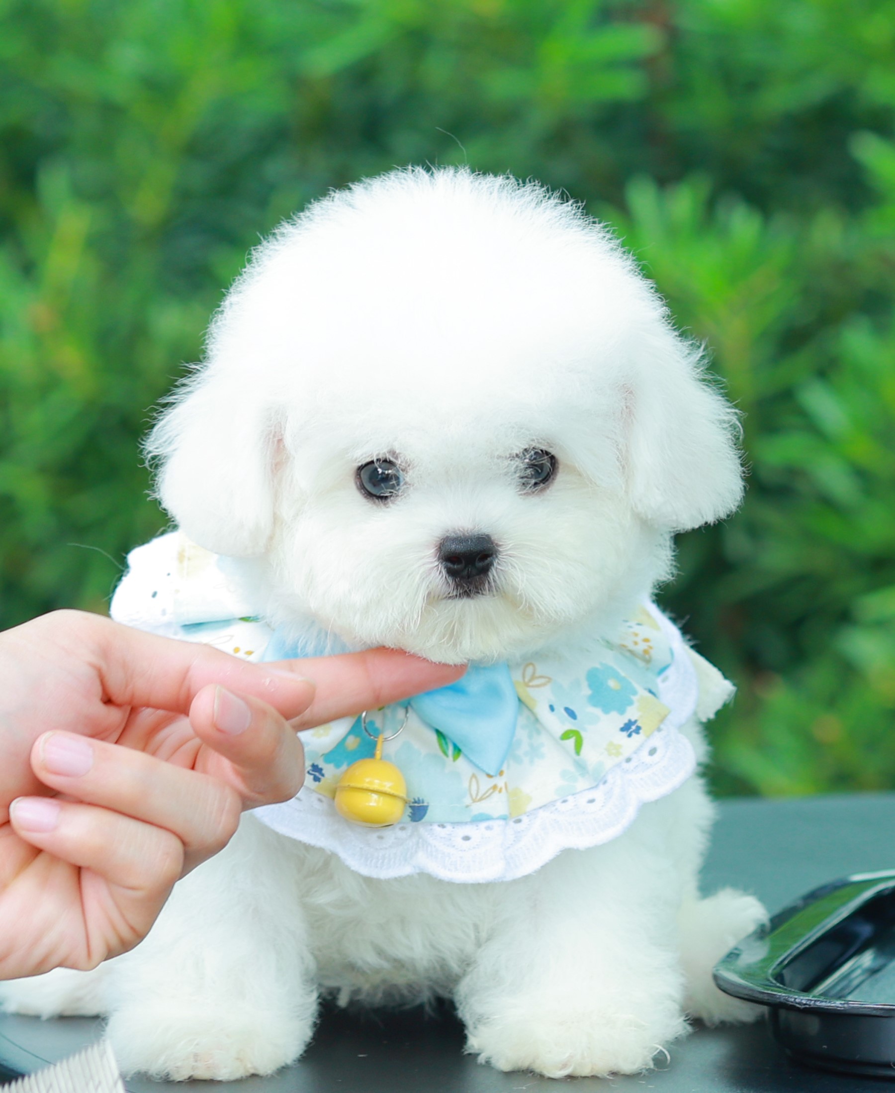 มินิบิชอง BCM-79012 เพศชาย สีขาว อายุ 2 เดือน ตัวเล็ก ขาสั้น หน้าสั้น ขนแน่นฟู