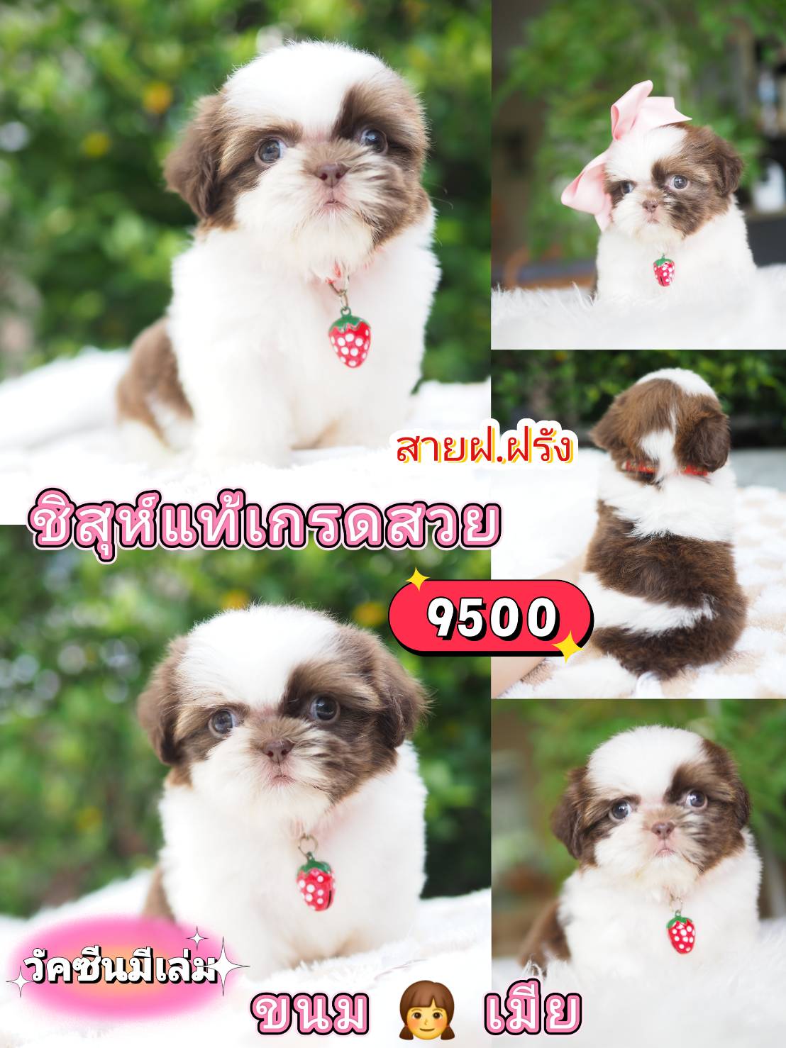 ชิสุ มีวัคซีน❣️