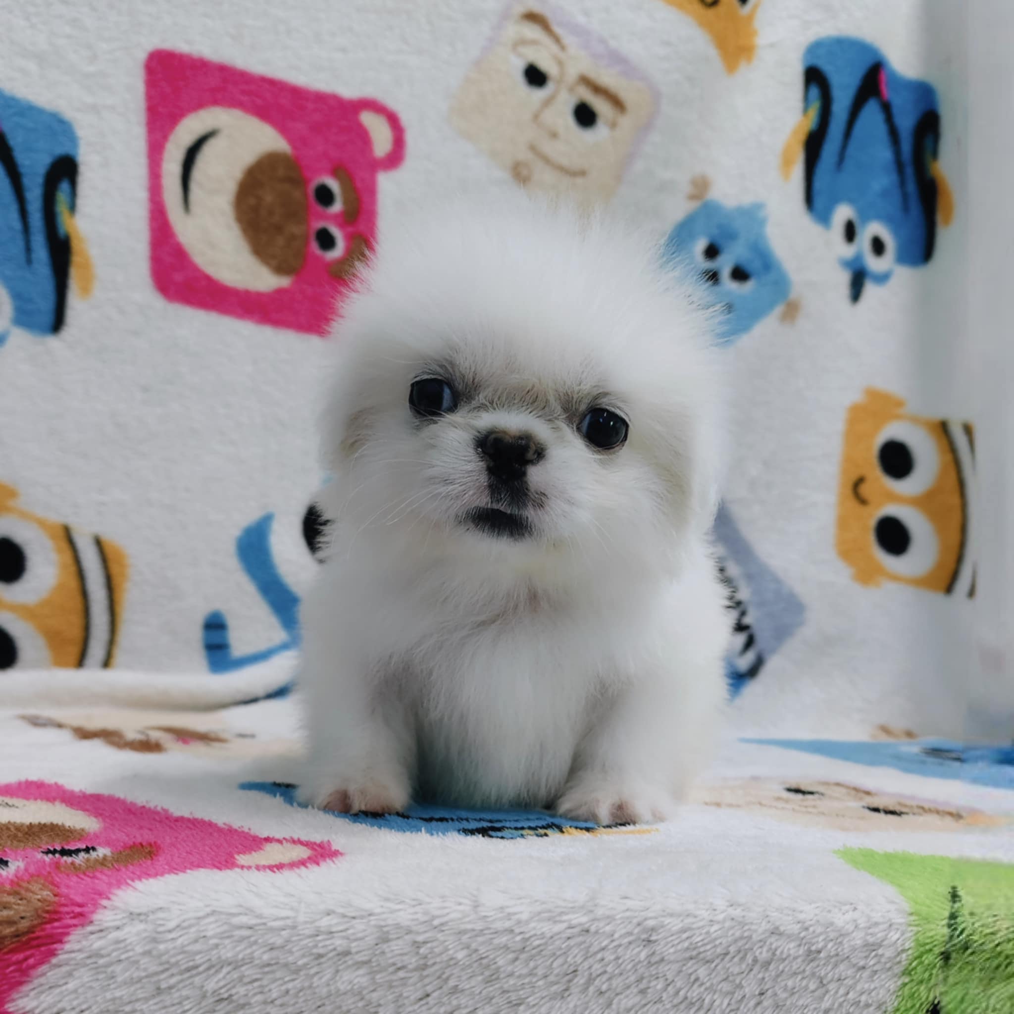 ปักกิ่งแท้ line::happyshihtzu4289