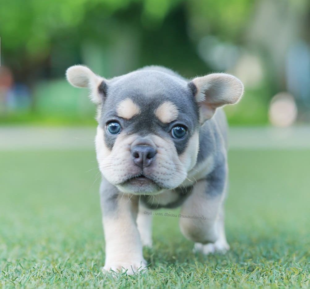 เฟรน บลูด็อก FHF-10959 เพศชาย สี BlueTan ตัวจิ๋วตัวเล็กมาก สีสวย เป็นเจ้าเด็กอ้ว...