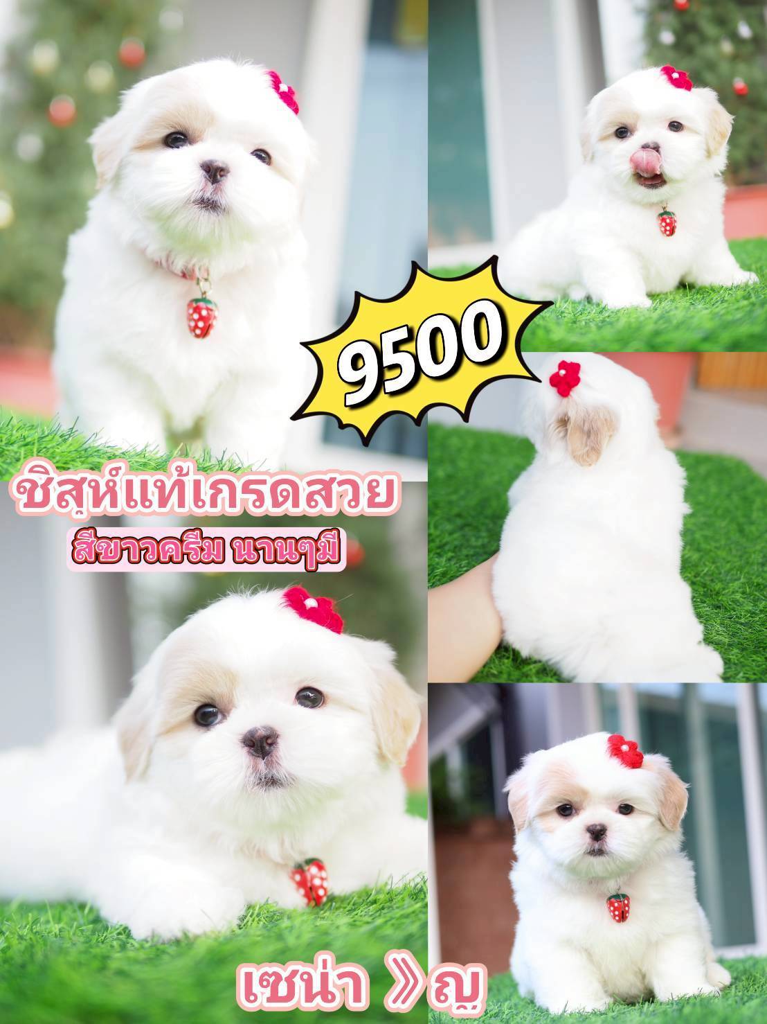 Kibzaa shihtzu