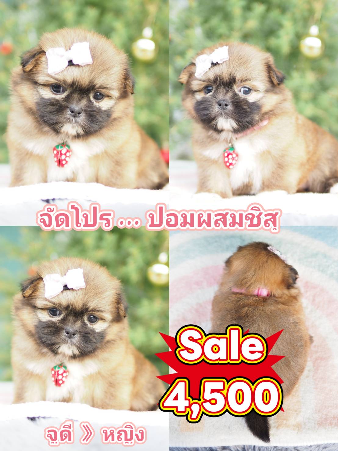 ชิสุปอม 4500