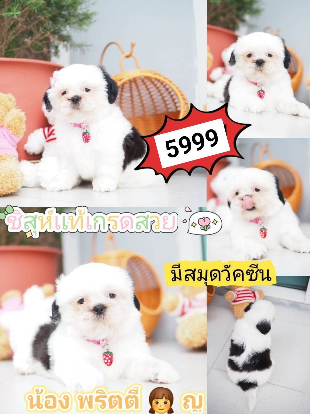 ชิสุห์ น่ารักมาก วัคซีนละนะ