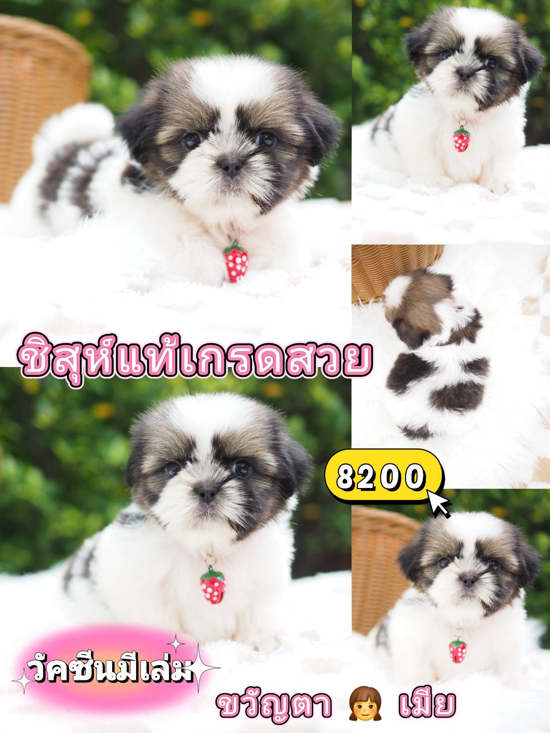 ชิสุ มีวัคซีน❣️