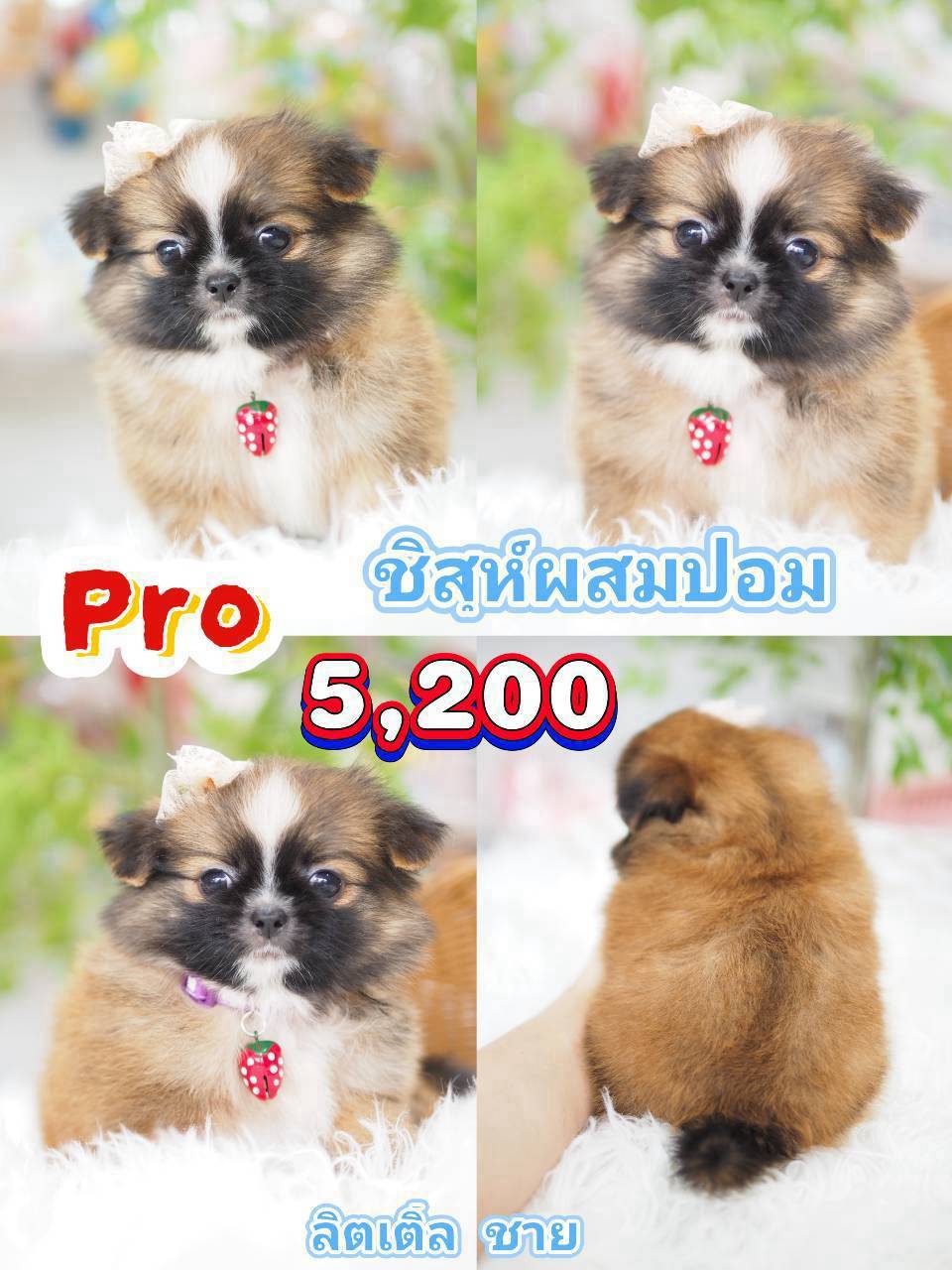 Shihtzu