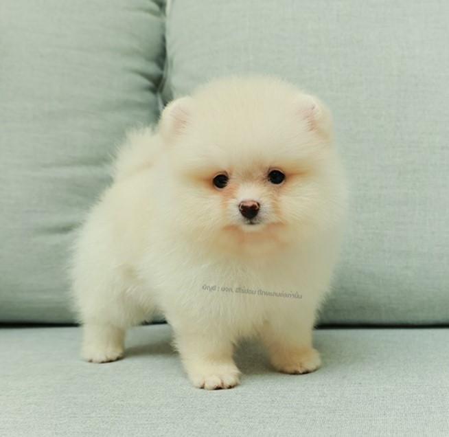 ปอมแท้ ปอมหน้าสั้น HRM-89118 เพศชาย สีครีม ต้าวอ้วน มองทีไรก็หลงรัก แก้มกลม ตากล...