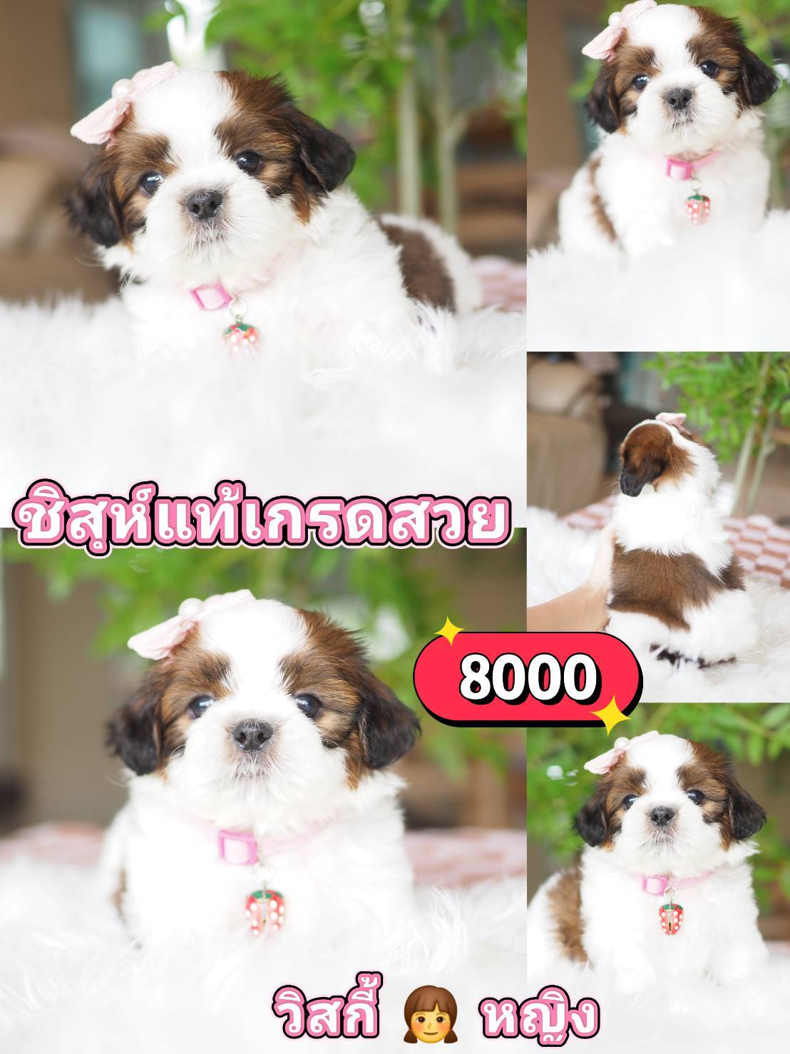 Shihtzu