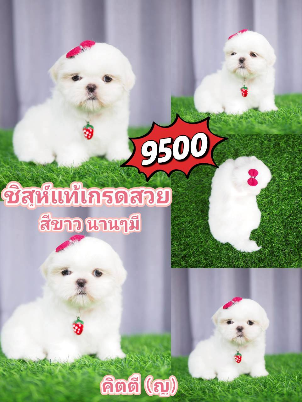 ชิสุ สีขาว น่ารัก
