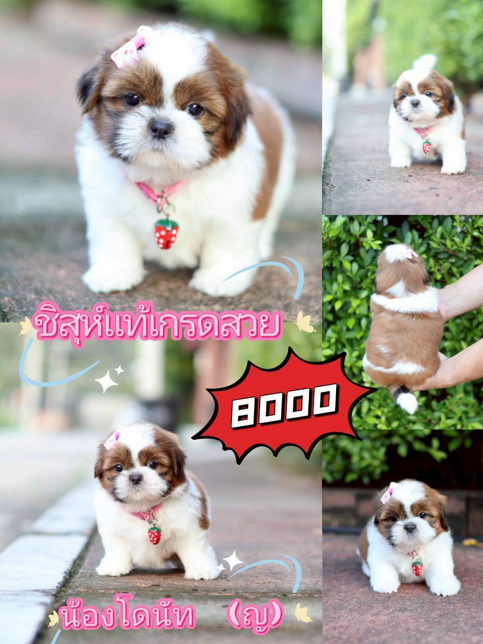 กิ๊ฟซ่า มาแล้ว