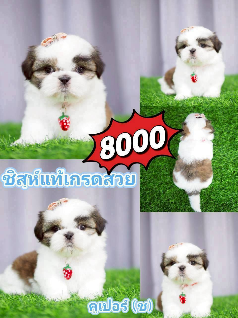 ชิสุ กิ๊ฟซ่า ส่วนลดรออยู่