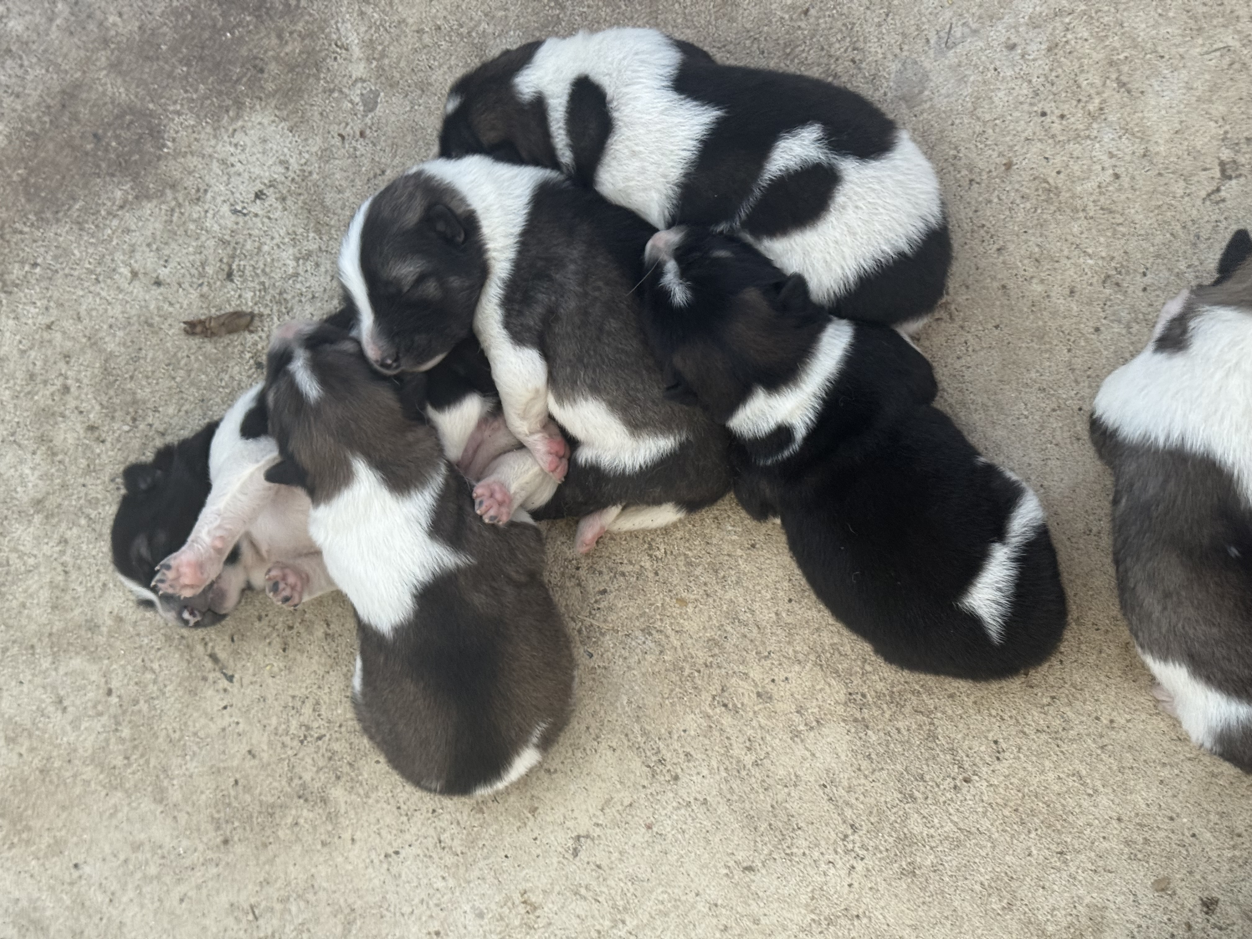 ขายลูกสุนัขบางแก้วแท้