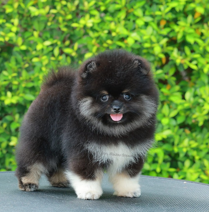 ปอมแท้ ปอมหน้าหมี HRF-10799 เพศหญิง สีแบล็คแทน เจ้าหนูน่ารัก ตัวสั้นขนแน่นมาก หน...