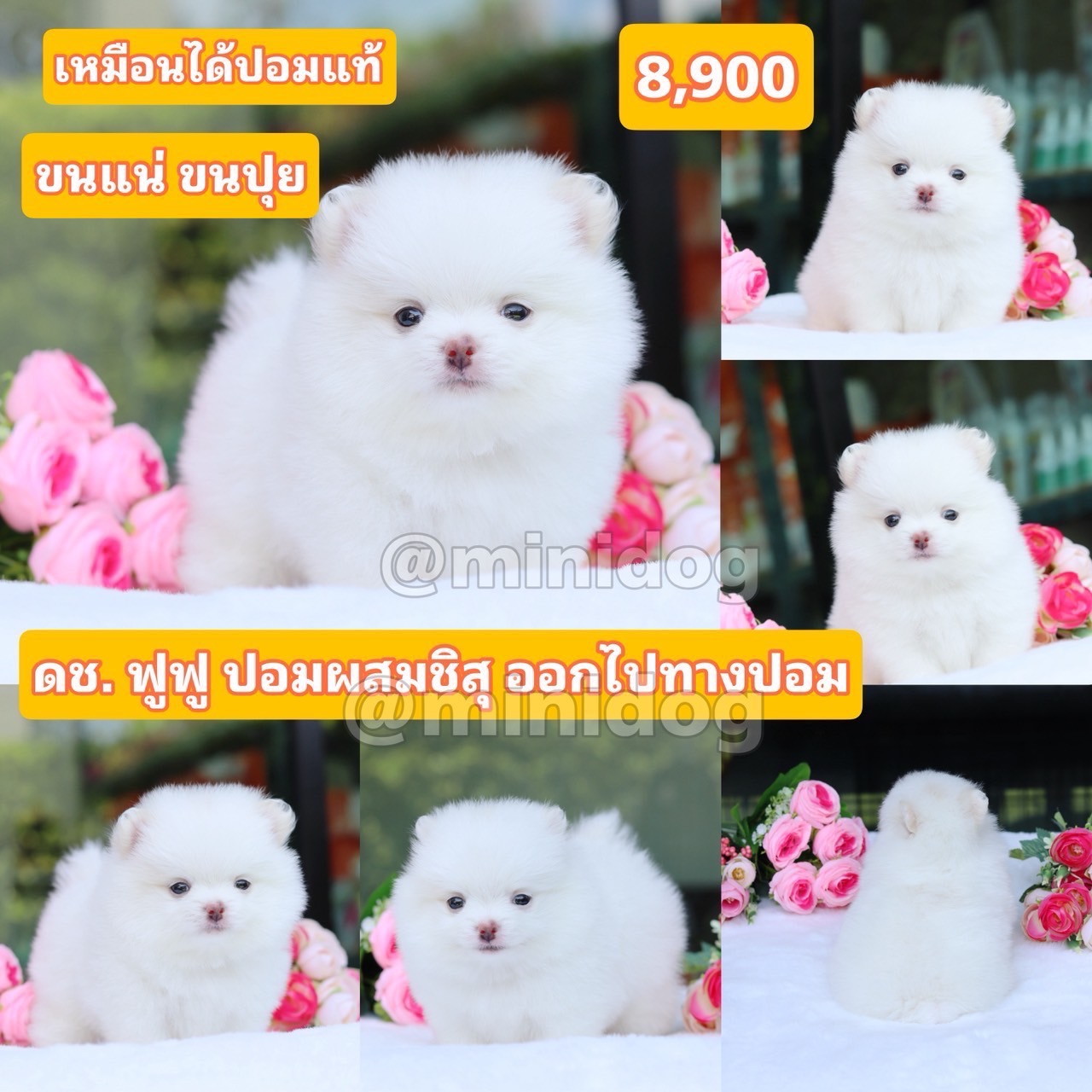 ชิสุผสมปอม