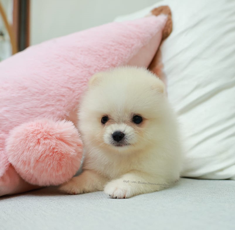 ปอมแท้ ปอมหน้าสั้น HRF-89112 เพศหญิง สีขาว อายุ 2 เดือน  ขาสั้น ขนแน่น หน้าตาน่า...