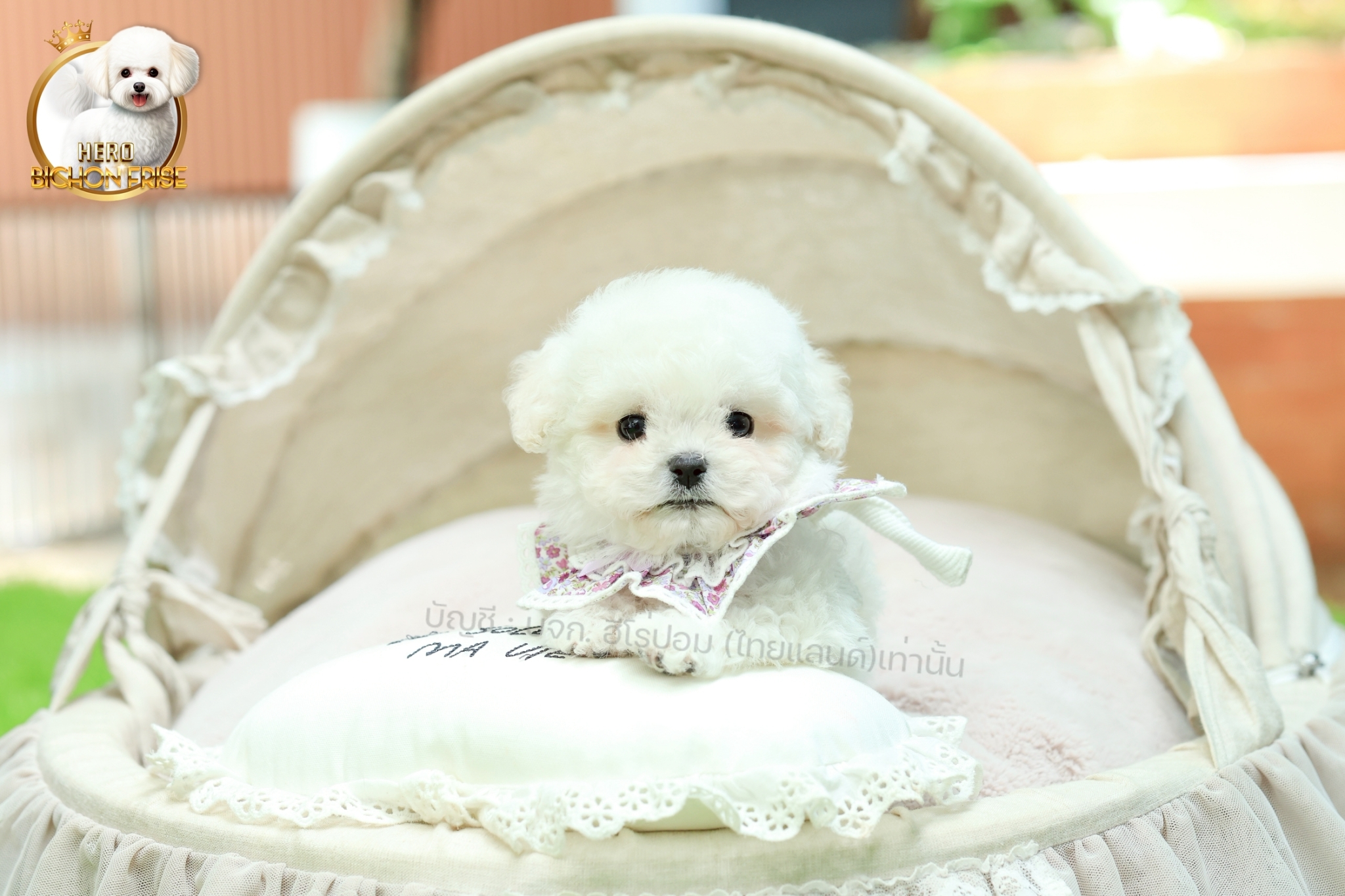 มินิบิชอง BCF-10852 เพศหญิง สีขาว สวยหวานลูกคุณ ตัวเล็ก ขนนุ่ม สายเลือดคุณพ่อคุณ...