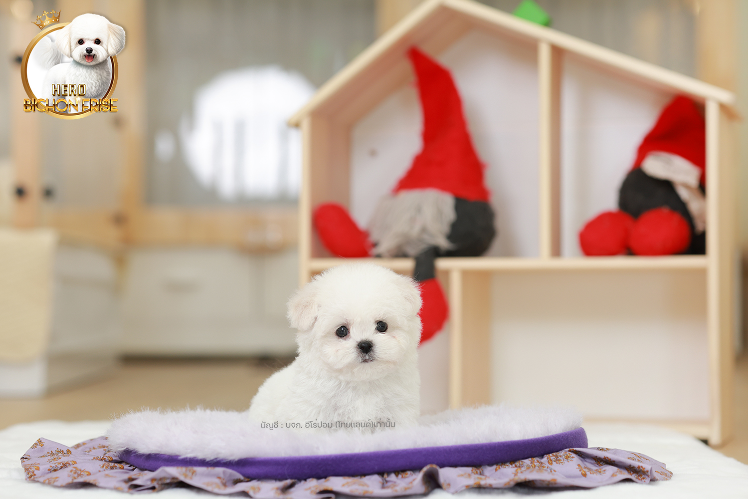 มินิบิชอง สุนัขสายเลือดเกาหลี บิชองฟริเซ่แท้ รหัสสุนัข BCM-64839 สายพันธุ์-มินิบ...