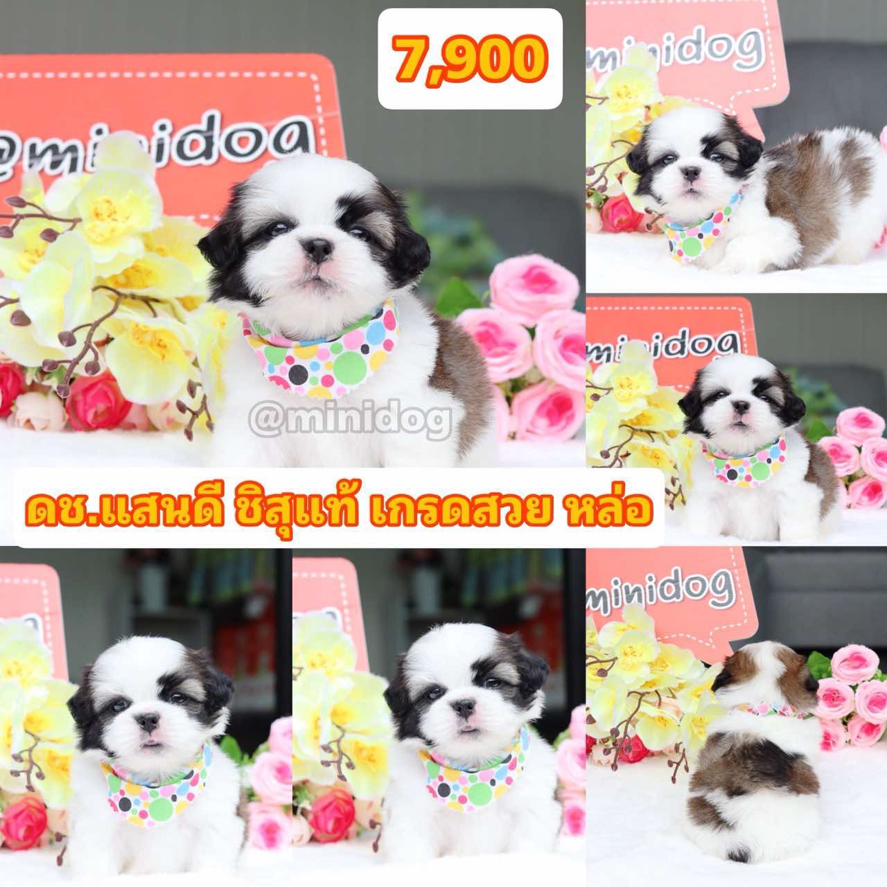 ชิสุแท้เกรดสวย