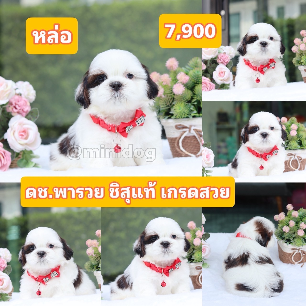 ชิสุแทัเกรดสวย