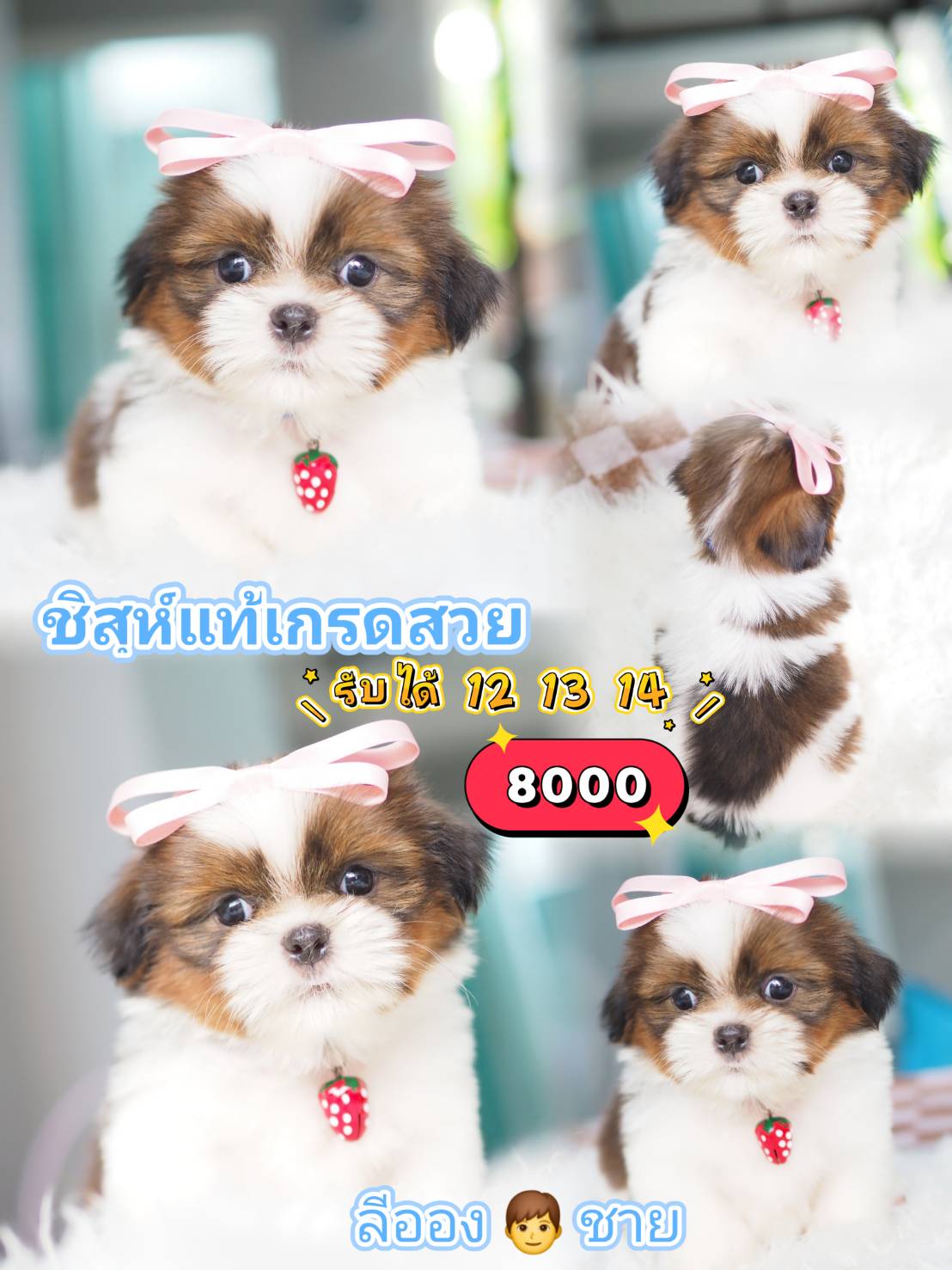 Shihtzu