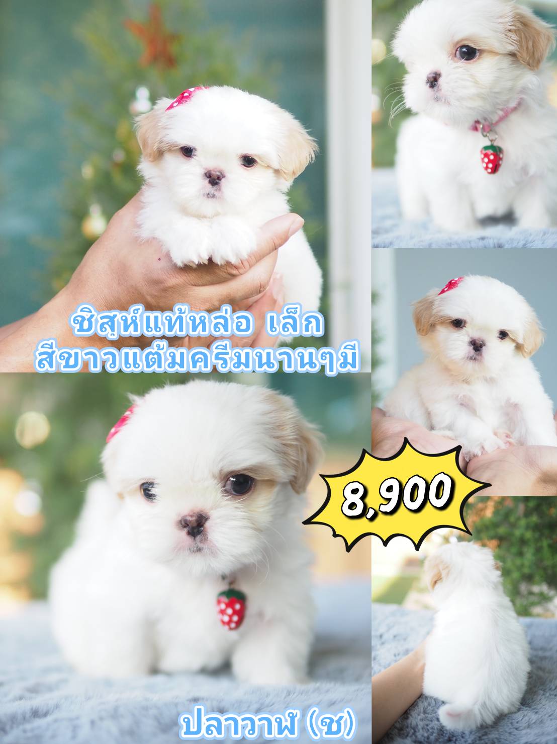 กิ๊ฟซ่า ขาวๆ น่ารัก