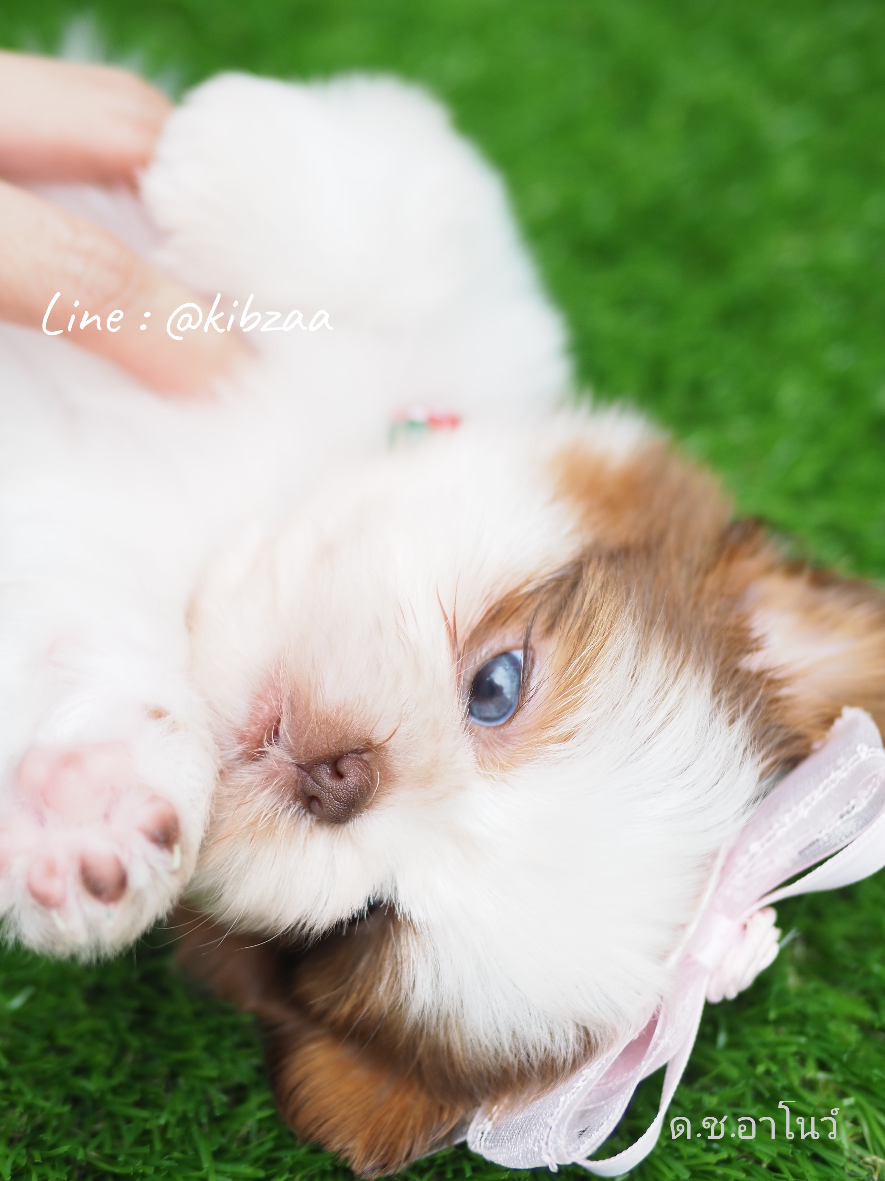 SHIHTZU