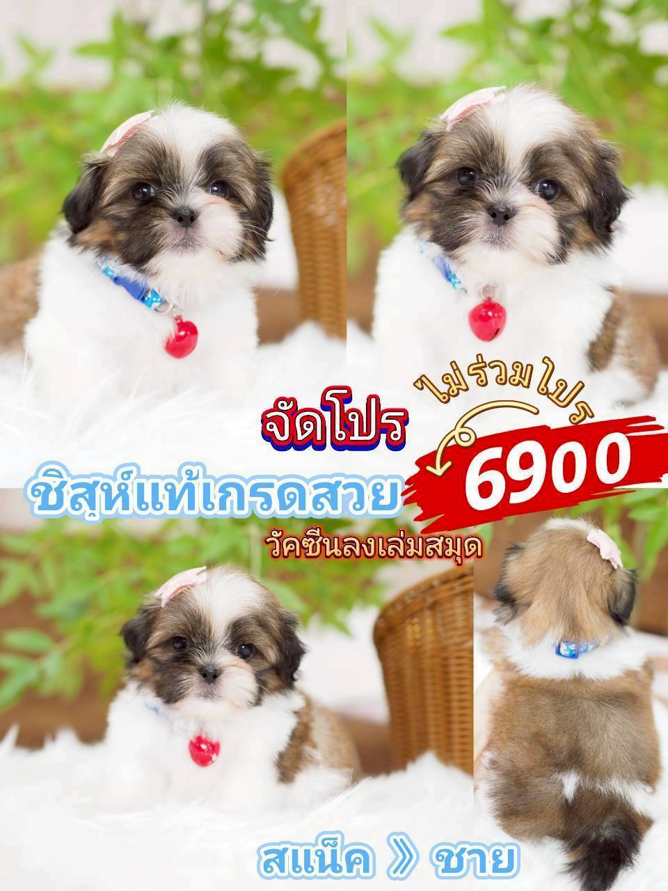 ชิสุแท้