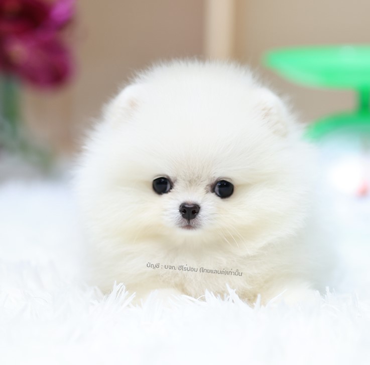 ปอมแท้ ปอมเมอเรเนียน HRM-50598 เพศชาย สีขาว อายุ 2 เดือน หน้าตาน่ารัก ขาสั้น ขนแ...