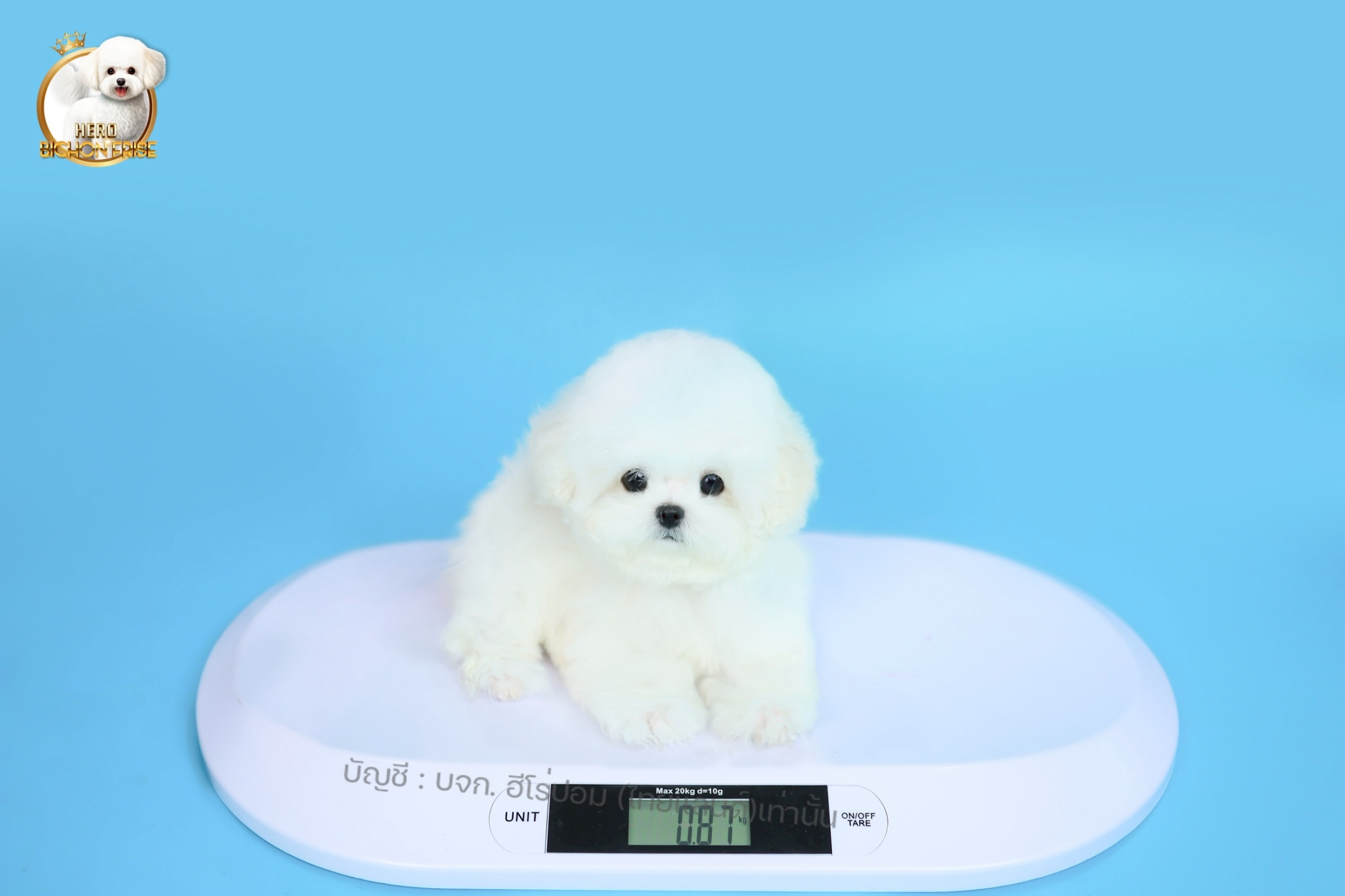 มินิบิชอง BCF-62341 เพศหญิง สีขาว หน้าตาน่ารัก ขาสั้น ขนแน่นฟู ขี้เล่นมาก ตัวเล็...