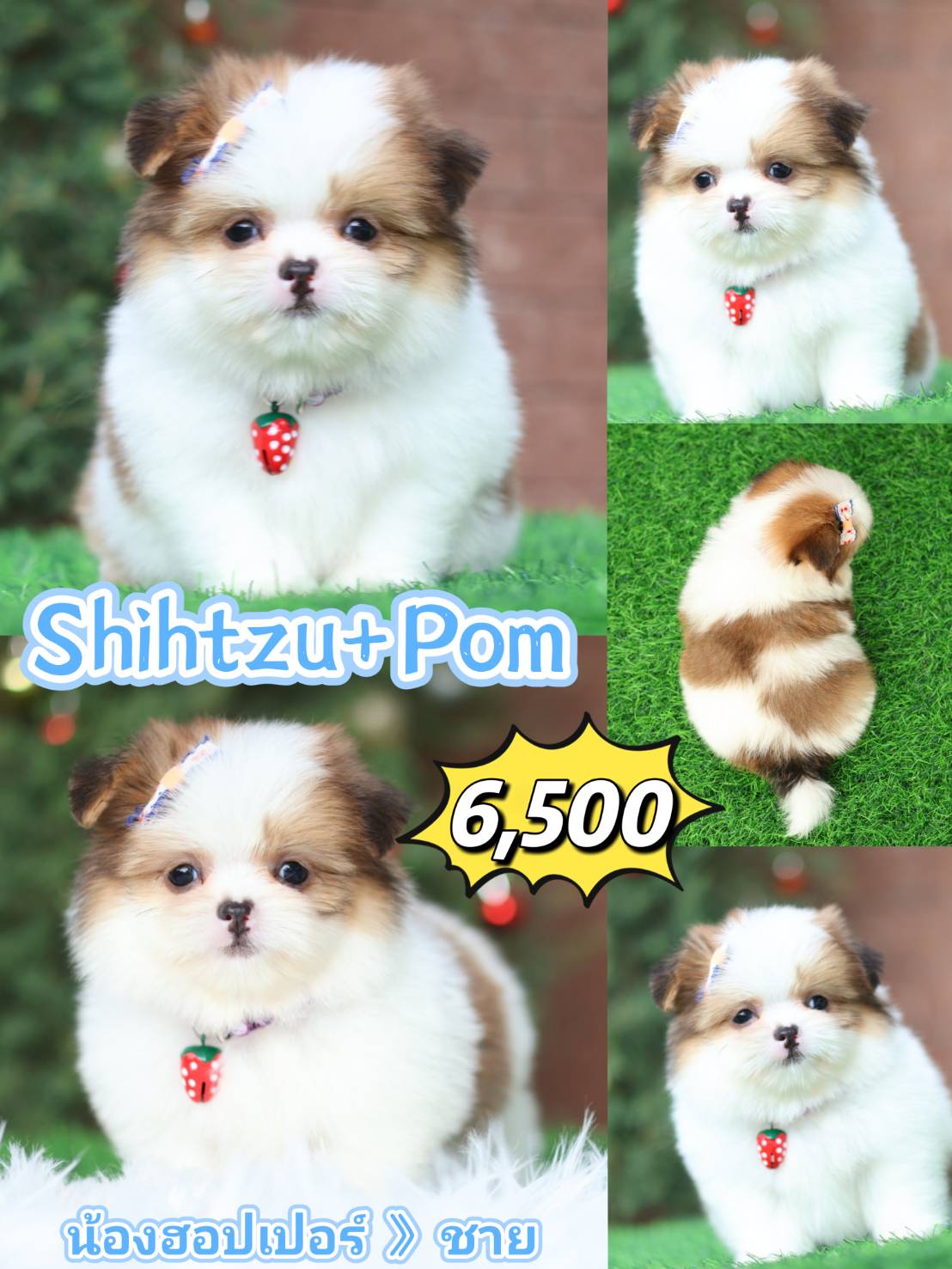 SHIHTZU KIBZAA