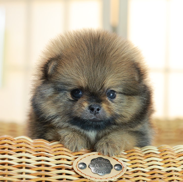 ปอมแท้ ปอมเมอเรเนียน HRM-68179 เพศชาย สีส้มเซเบิ้ล อายุ 2 เดือน หน้าตาน่ารัก ขาส...