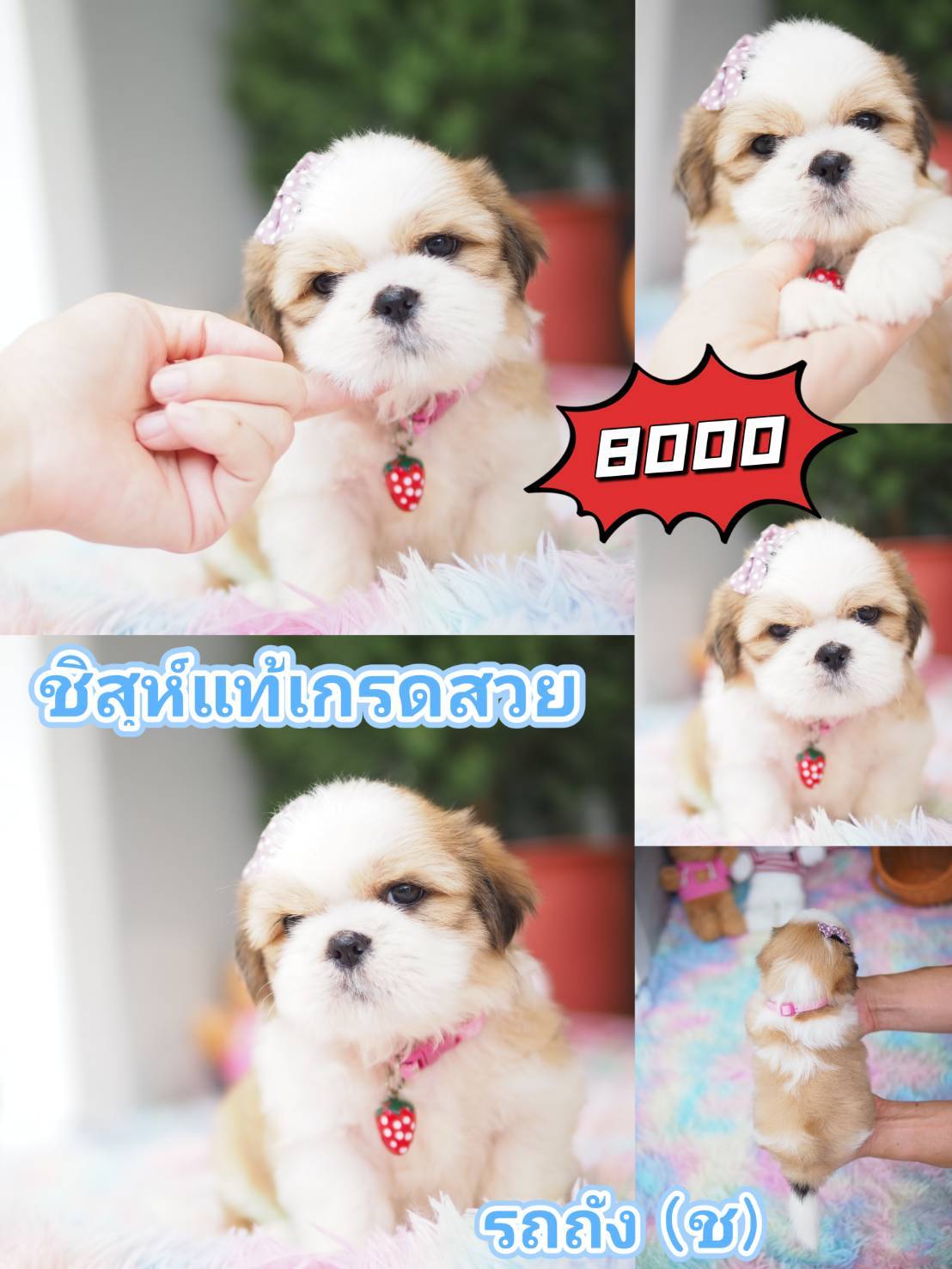 กิ๊ฟซ่ามาแล้ว