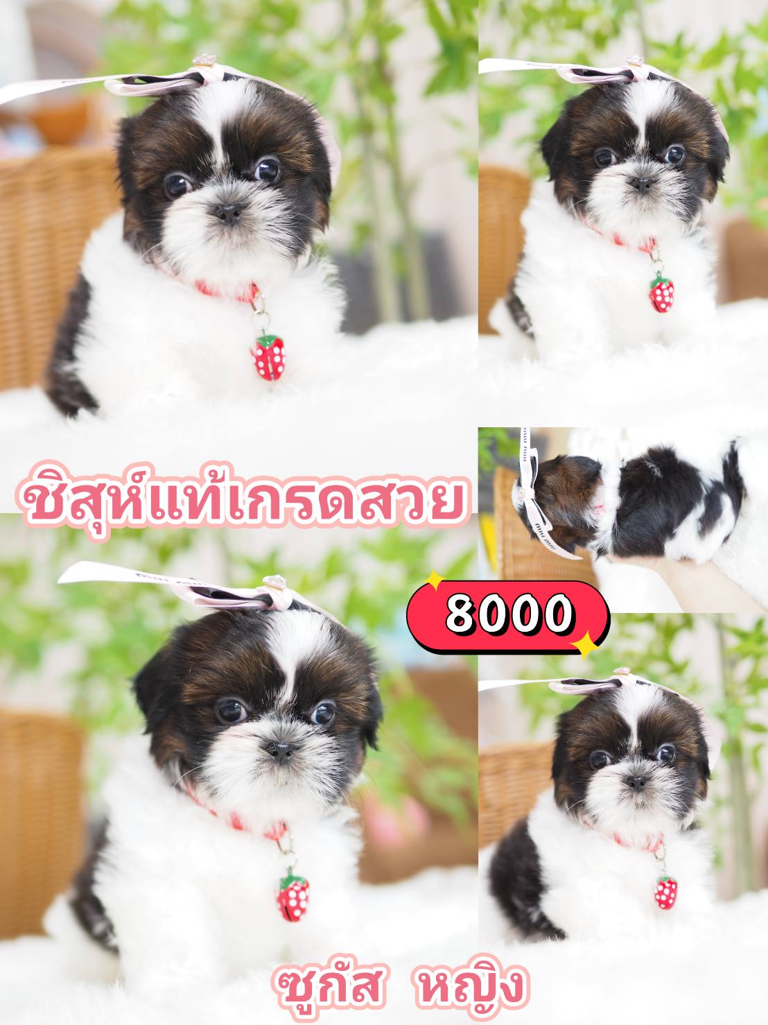 Shihtzu