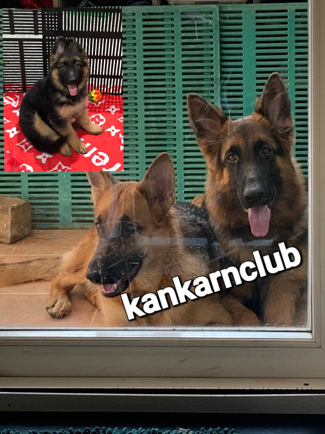 ลูกสุนัขเยอรมัน เชพเพิร์ด(อัลเซเชี่ยน)สายพันธุ์แท้โครงสร้างใหญ่ๆ พ่อแน่นล่ำ แม่ส...